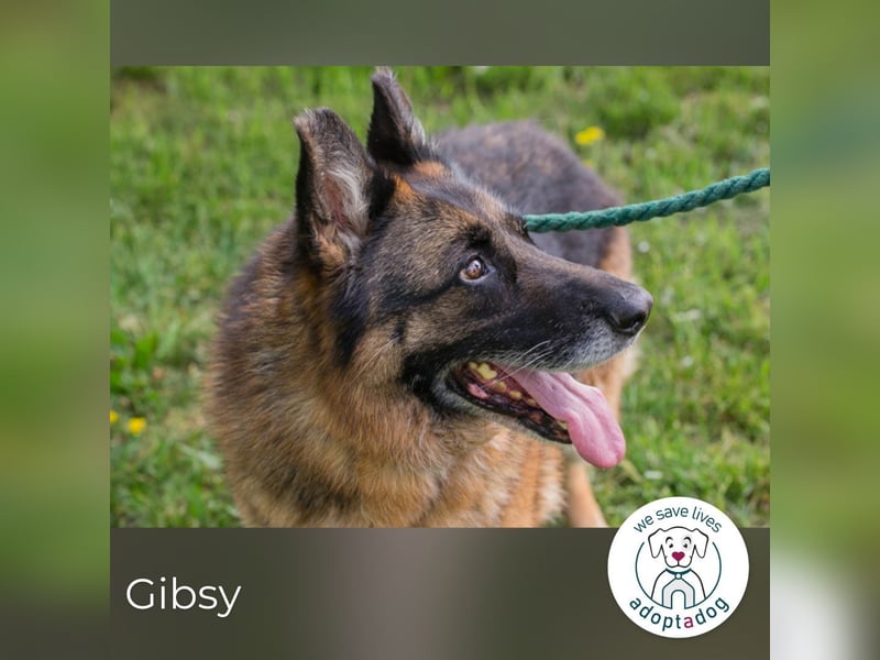 Gibsy 885660 sucht ein zu Hause
