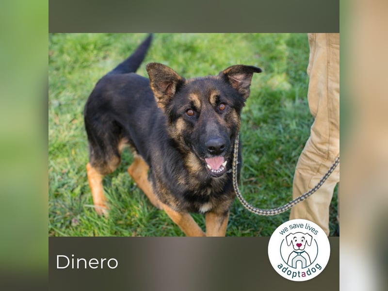 Dinero 257791 sucht ein zu Hause