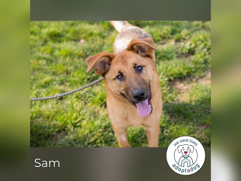 Sam 271878 sucht ein zu Hause