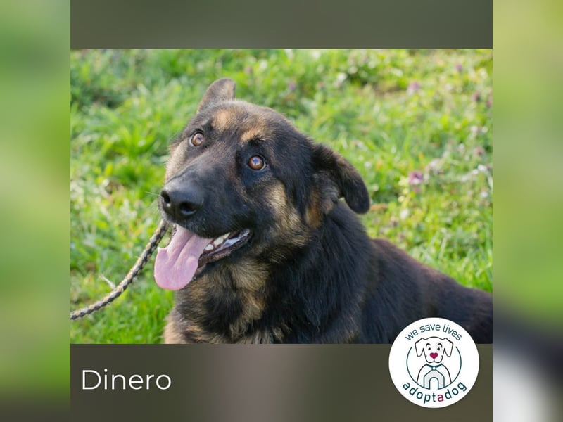 Dinero 257791 sucht ein zu Hause