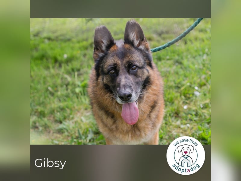 Gibsy 885660 sucht ein zu Hause