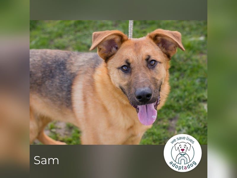 Sam 271878 sucht ein zu Hause