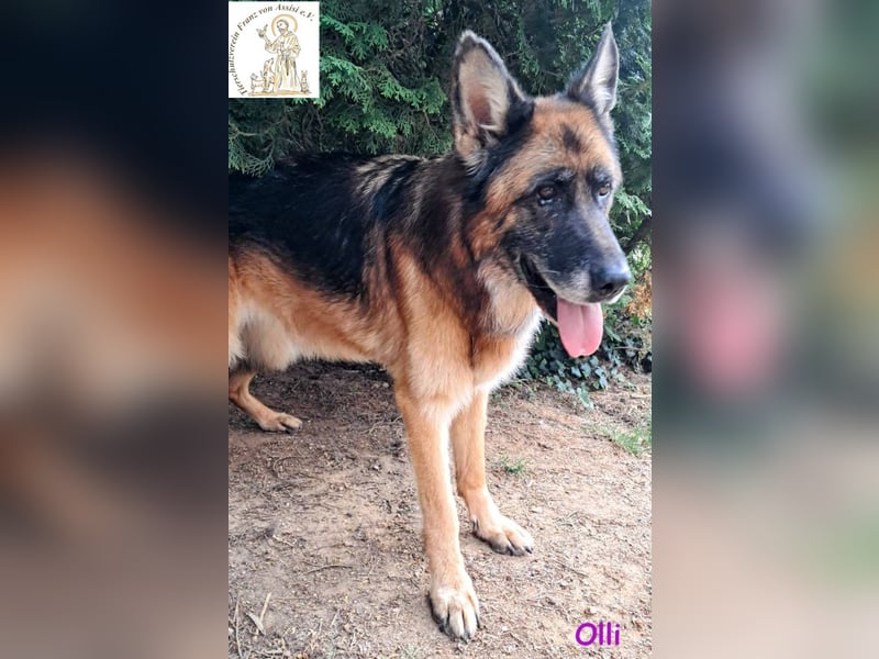 Olli - die schöne Schäferin