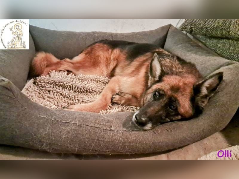 Olli - die schöne Schäferin