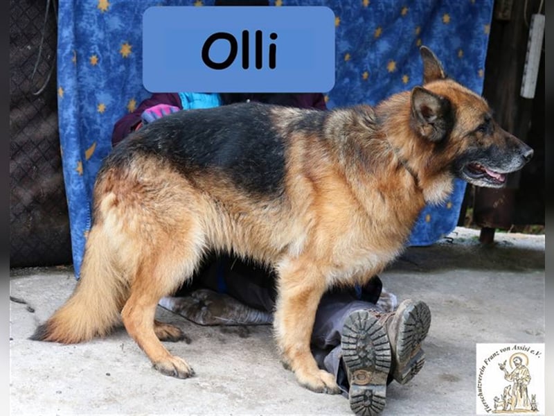 Olli - die schöne Schäferin