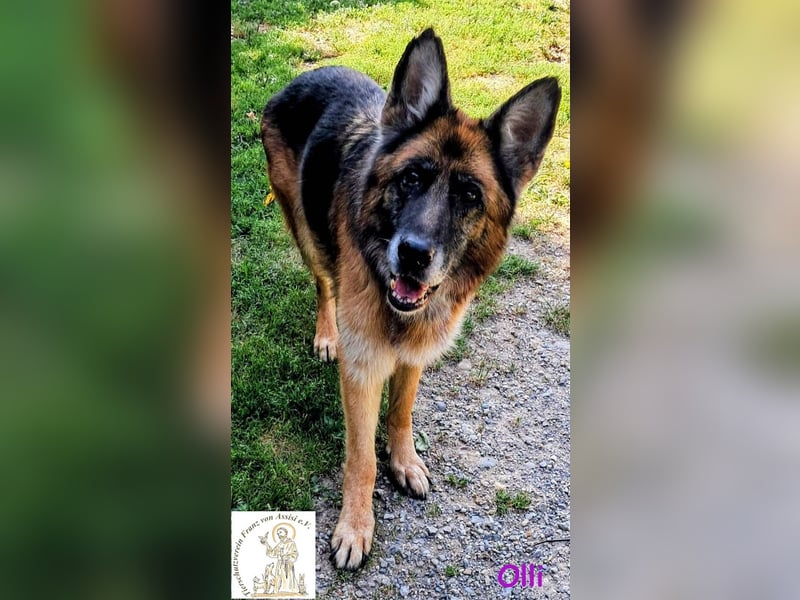 Olli - die schöne Schäferin