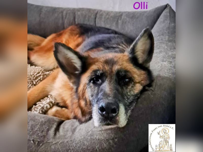 Olli - die schöne Schäferin