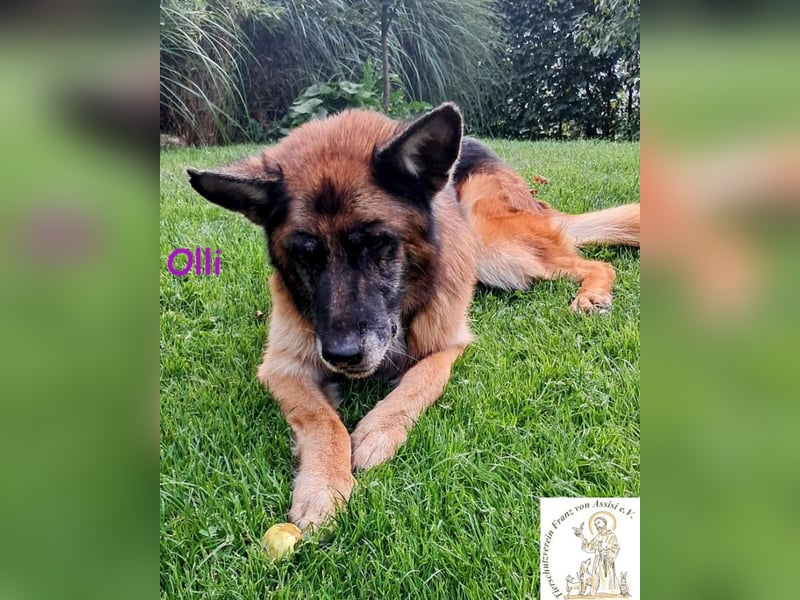 Olli - die schöne Schäferin