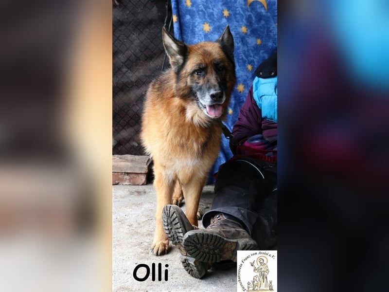 Olli - die schöne Schäferin