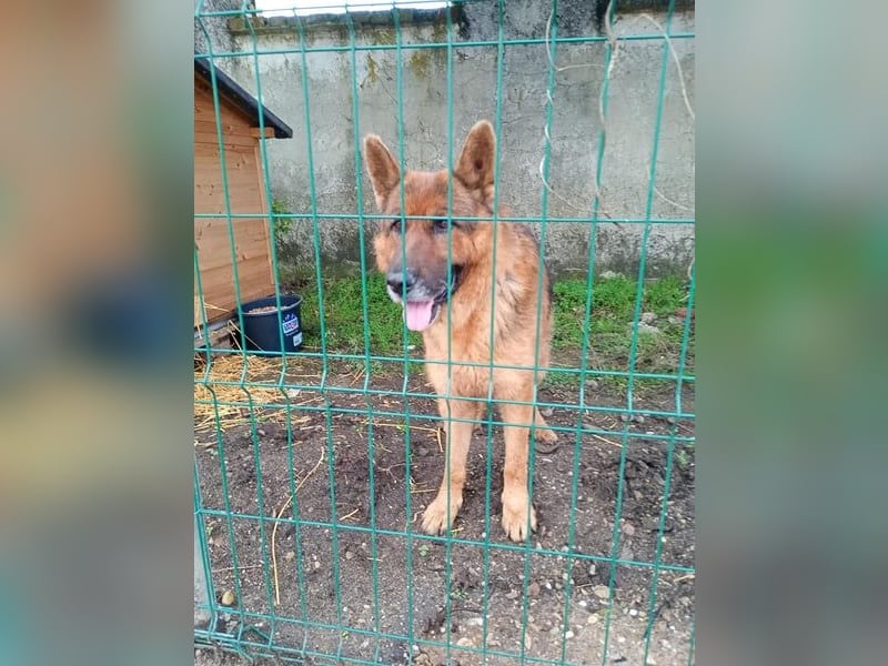 Notfell JACK, lieber Schäfi, Rüde, ca. 7 Jahre, ca. 60cm, Tierschutz Rumänien