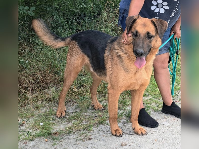 Thor - ein sanfter Schäferhund auf der Suche nach seinem Glück