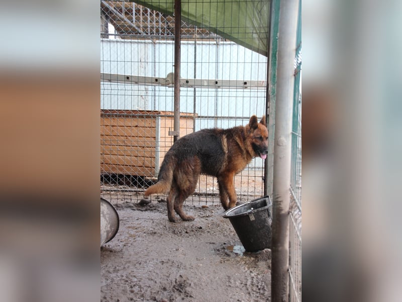 Notfell JACK, lieber Schäfi, Rüde, ca. 7 Jahre, ca. 60cm, Tierschutz Rumänien