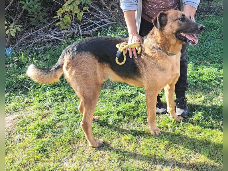 Thor - ein sanfter Schäferhund auf der Suche nach seinem Glück