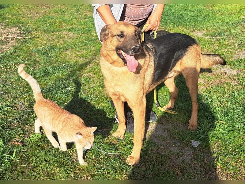 Thor - ein sanfter Schäferhund auf der Suche nach seinem Glück