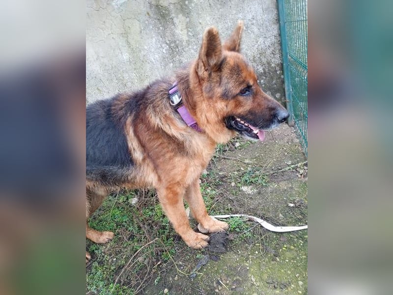 Notfell JACK, lieber Schäfi, Rüde, ca. 7 Jahre, ca. 60cm, Tierschutz Rumänien
