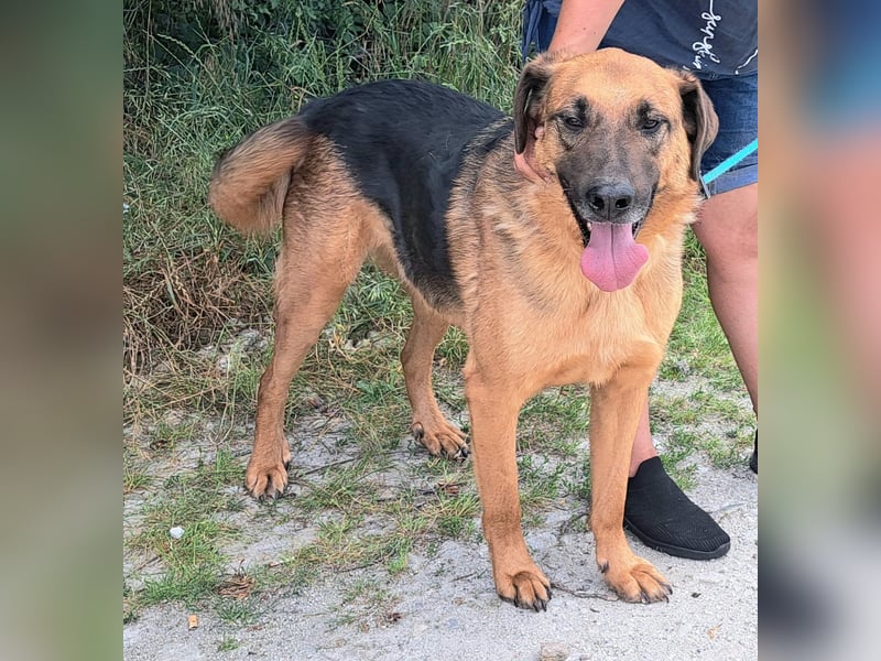 Thor - ein sanfter Schäferhund auf der Suche nach seinem Glück