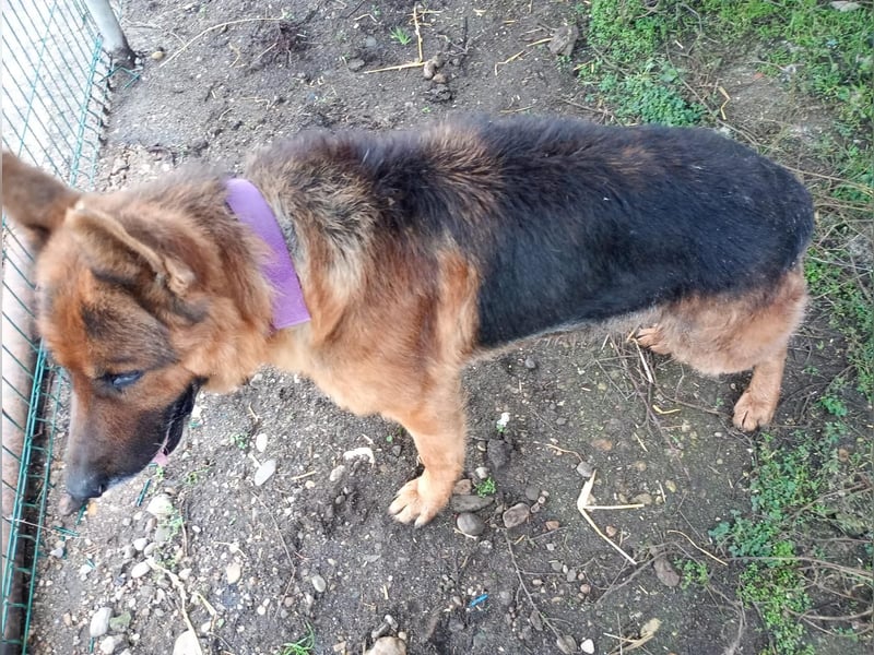 Notfell ⭐️Jack⭐️,  lieber Schäfi, Rüde, ca. 7 Jahre, 60cm, Tierschutz