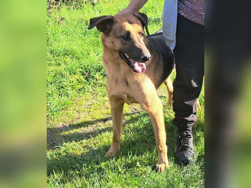 Thor - ein sanfter Schäferhund auf der Suche nach seinem Glück