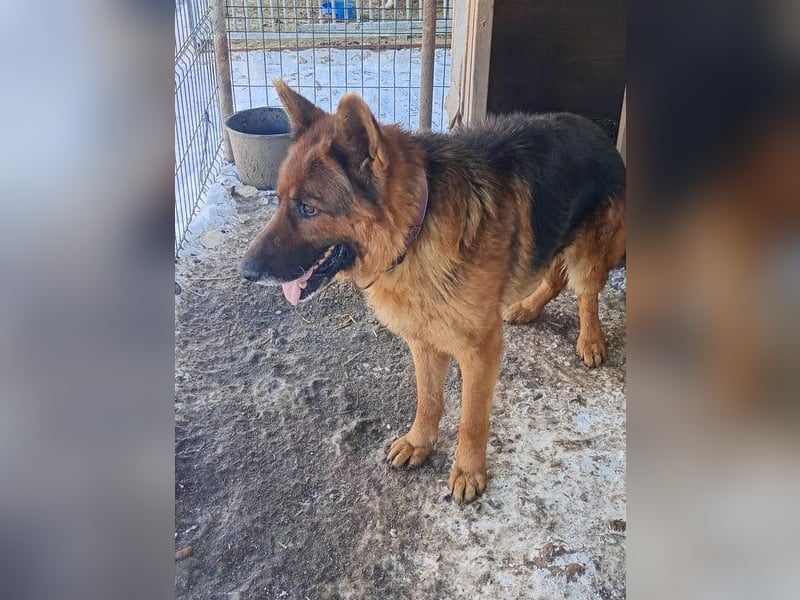 Notfell JACK, lieber Schäfi, Rüde, ca. 7 Jahre, ca. 60cm, Tierschutz Rumänien