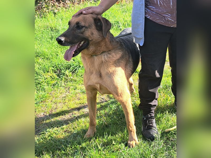 Thor - ein sanfter Schäferhund auf der Suche nach seinem Glück
