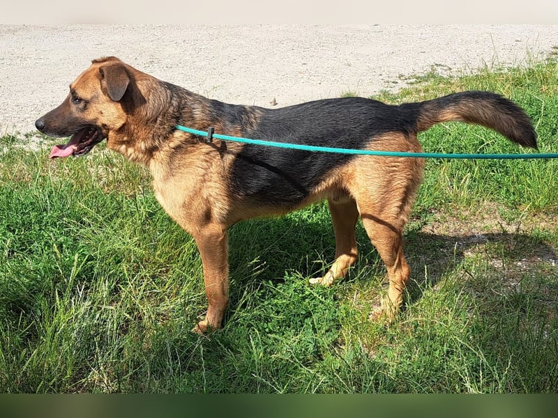 Thor - ein sanfter Schäferhund auf der Suche nach seinem Glück