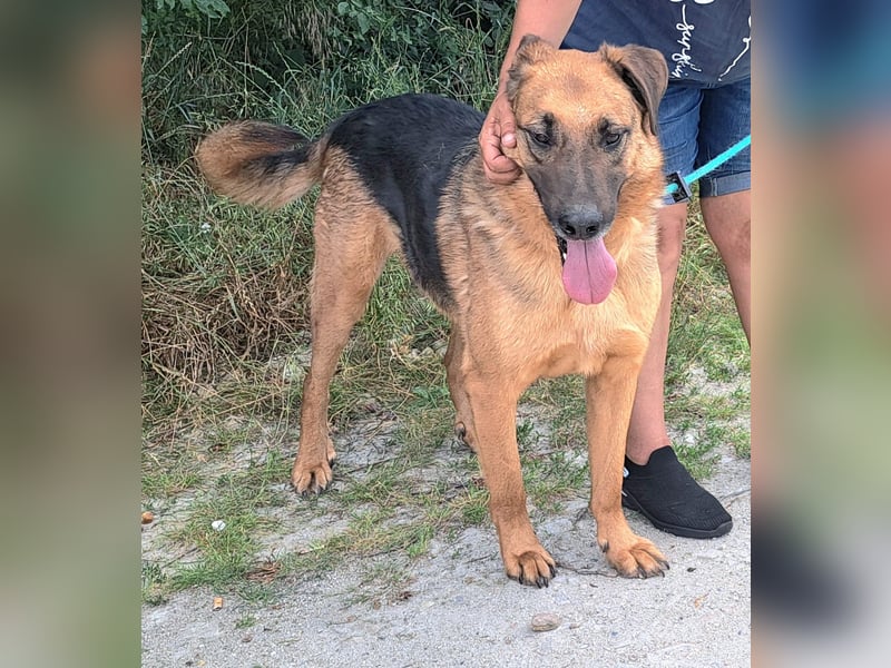 Thor - ein sanfter Schäferhund auf der Suche nach seinem Glück