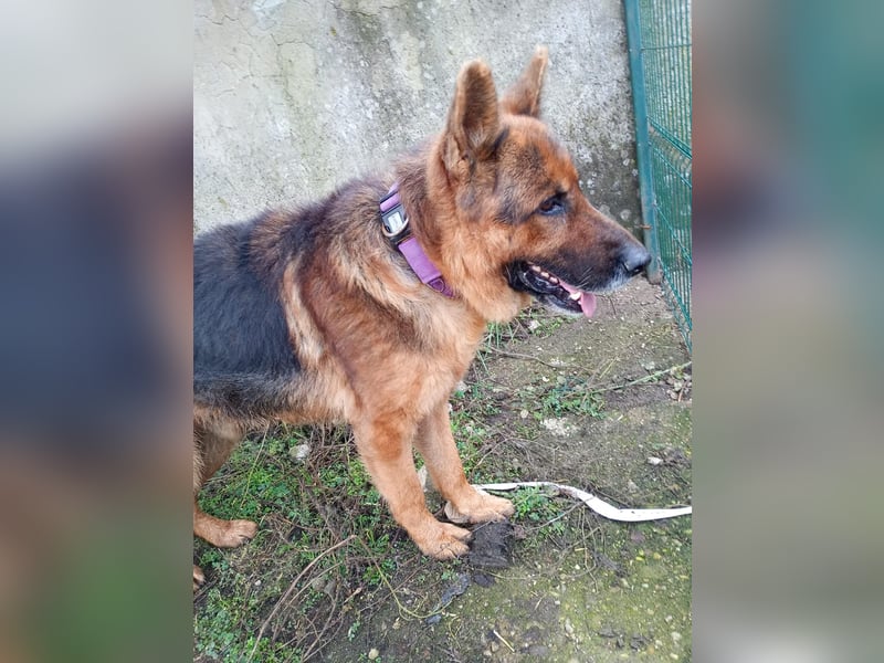 Notfell ⭐️Jack⭐️,  lieber Schäfi, Rüde, ca. 7 Jahre, 60cm, Tierschutz