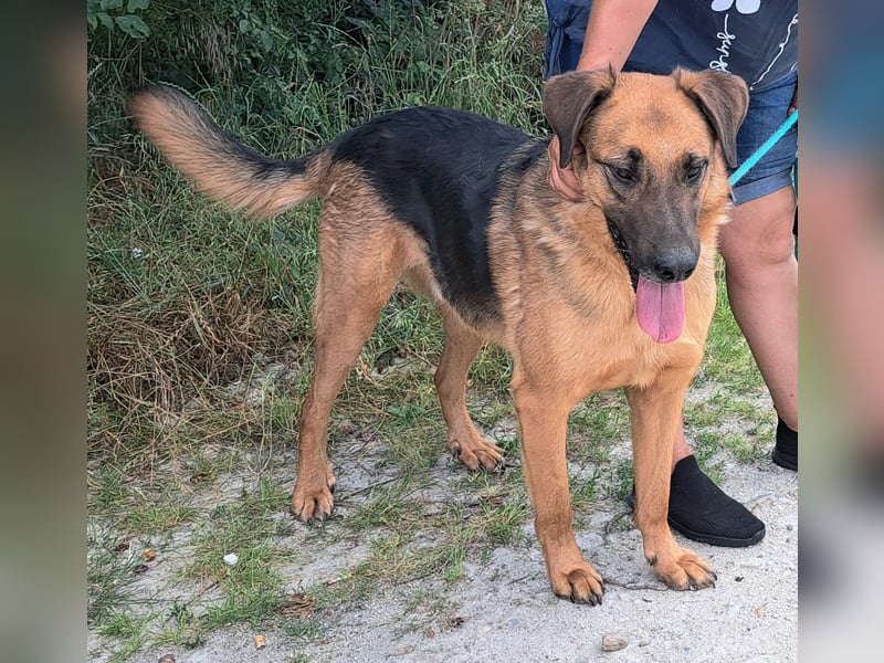 Thor - ein sanfter Schäferhund auf der Suche nach seinem Glück