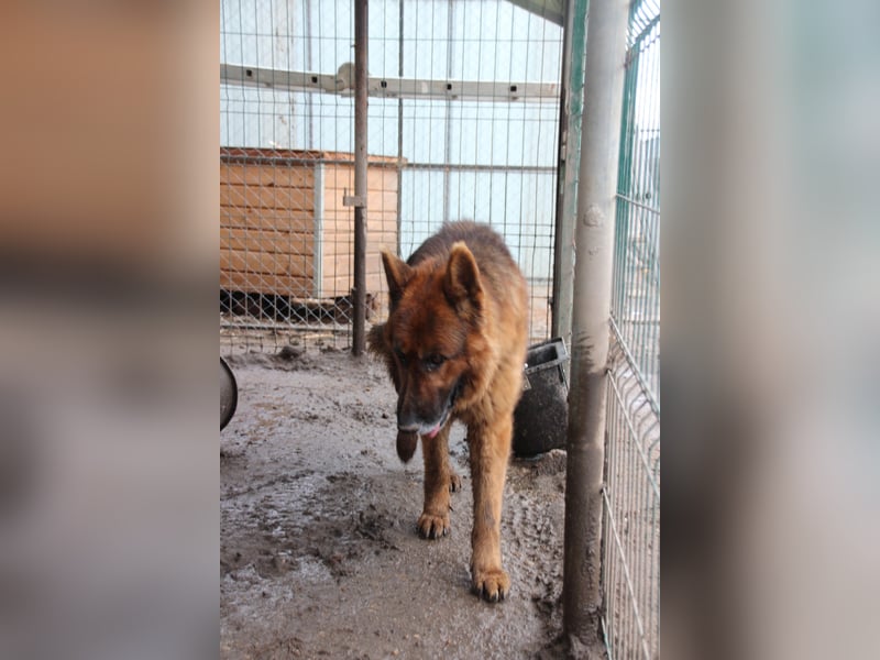 Notfell JACK, lieber Schäfi, Rüde, ca. 7 Jahre, ca. 60cm, Tierschutz Rumänien