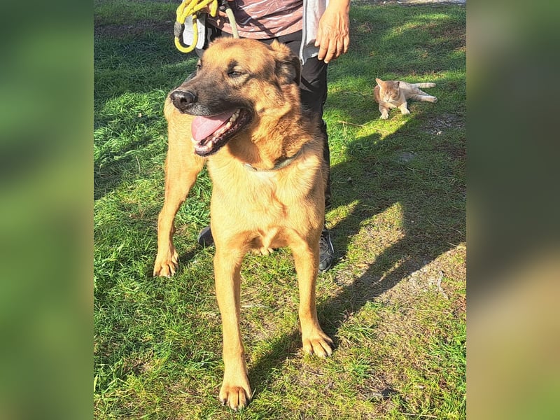 Thor - ein sanfter Schäferhund auf der Suche nach seinem Glück