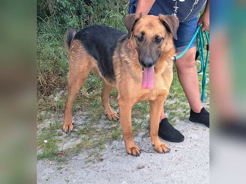 Thor - ein sanfter Schäferhund auf der Suche nach seinem Glück