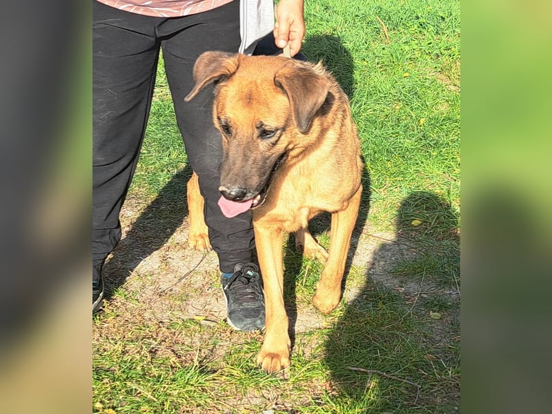 Thor - ein sanfter Schäferhund auf der Suche nach seinem Glück