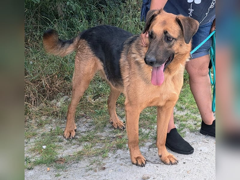 Thor - ein sanfter Schäferhund auf der Suche nach seinem Glück