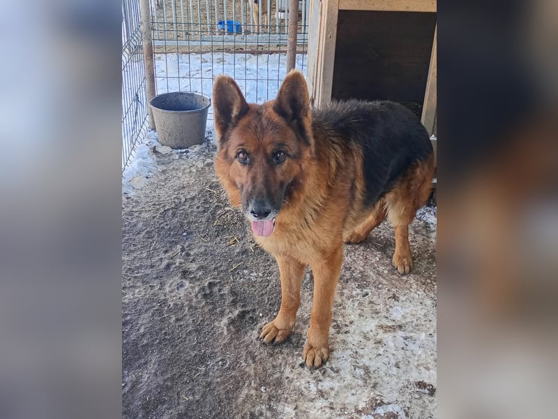 Notfell ⭐️Jack⭐️,  lieber Schäfi, Rüde, ca. 7 Jahre, 60cm, Tierschutz