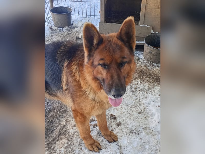 Notfell ⭐️Jack⭐️,  lieber Schäfi, Rüde, ca. 7 Jahre, 60cm, Tierschutz