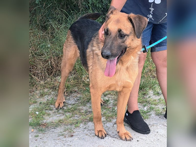 Thor - ein sanfter Schäferhund auf der Suche nach seinem Glück