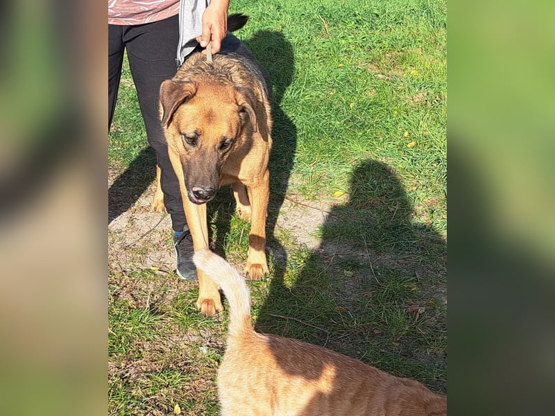 Thor - ein sanfter Schäferhund auf der Suche nach seinem Glück
