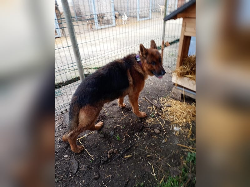 Notfell ⭐️Jack⭐️,  lieber Schäfi, Rüde, ca. 7 Jahre, 60cm, Tierschutz