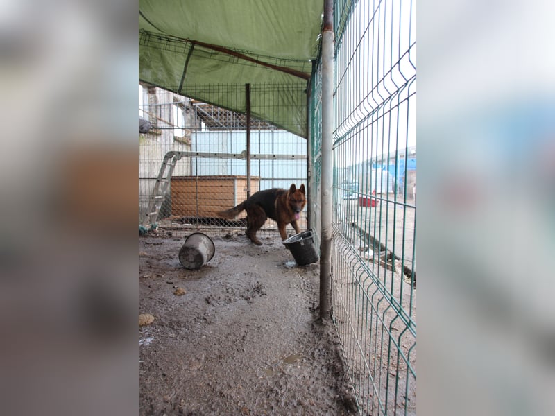 Notfell JACK, lieber Schäfi, Rüde, ca. 7 Jahre, ca. 60cm, Tierschutz Rumänien