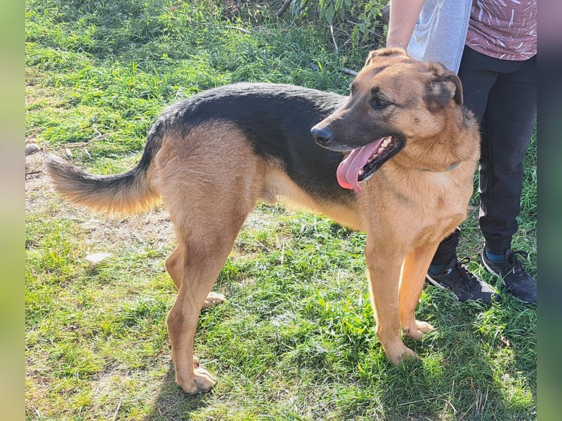 Thor - ein sanfter Schäferhund auf der Suche nach seinem Glück
