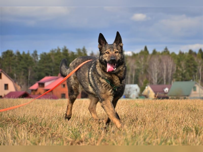 MARCUS- russischer Schäferhund sucht eine Aufgabe
