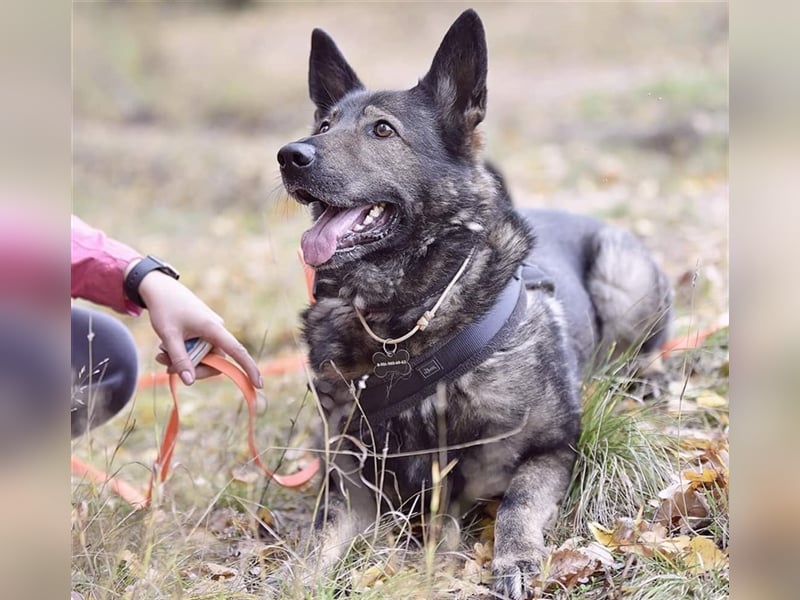 MARCUS- russischer Schäferhund sucht eine Aufgabe