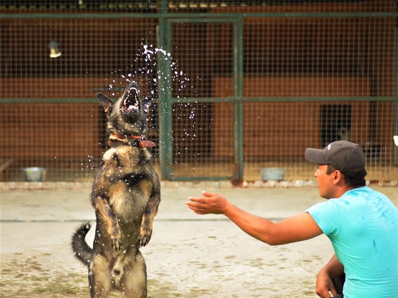 MARCUS- russischer Schäferhund sucht eine Aufgabe