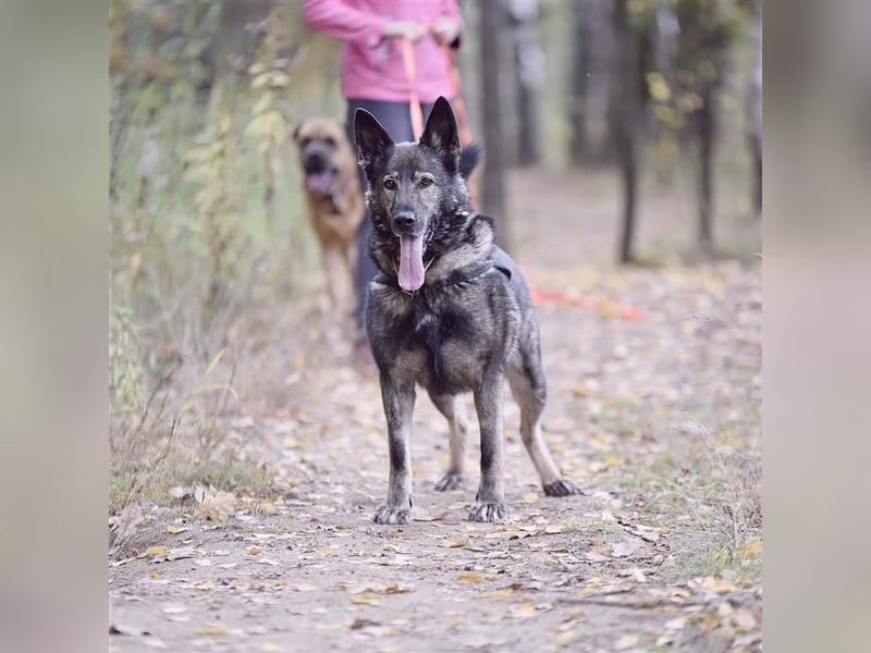 MARCUS- russischer Schäferhund sucht eine Aufgabe