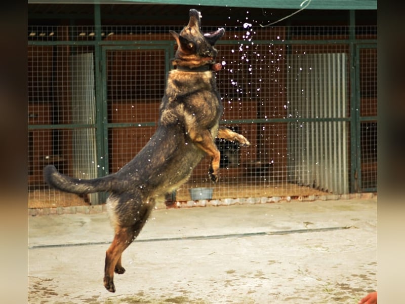 MARCUS- russischer Schäferhund sucht eine Aufgabe
