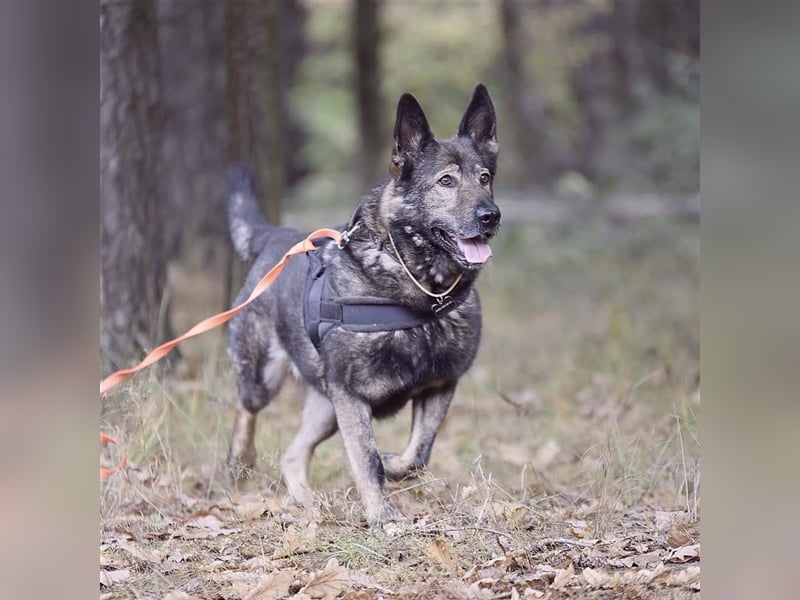 MARCUS- russischer Schäferhund sucht eine Aufgabe