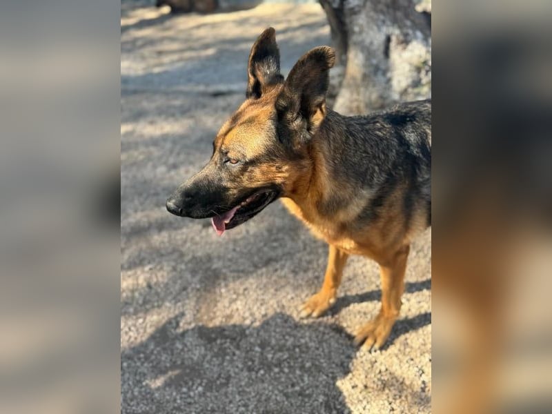 Luci, wünscht sich so sehr ein Zuhause