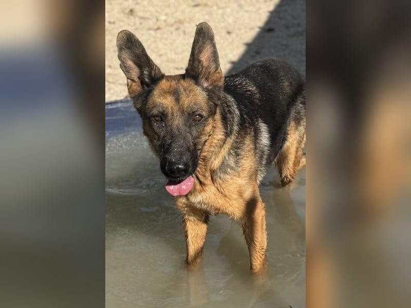 Luci, wünscht sich so sehr ein Zuhause