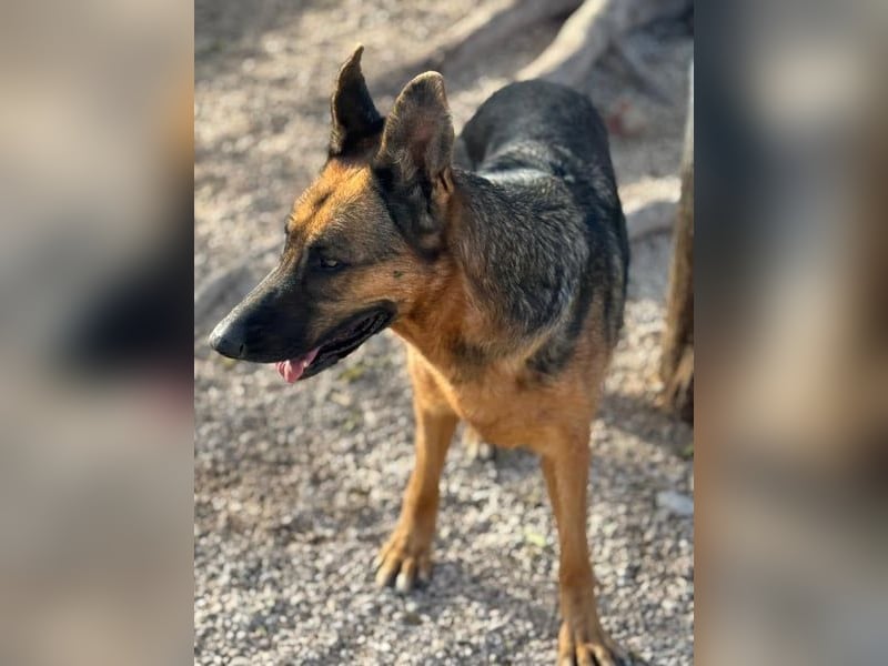 Luci, wünscht sich so sehr ein Zuhause