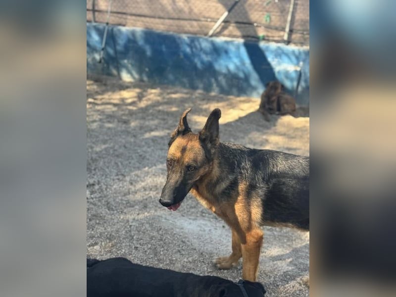 Luci, wünscht sich so sehr ein Zuhause